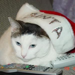 Meet your Posher, Jen